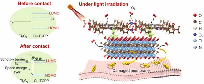 山西大学化学化工学院在光功能分子抗菌研究方面取得新进展(图2)